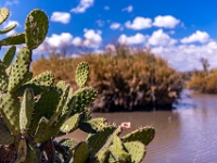 San Miguel de Allende, El Charco del Ingenio Jardín Botánico